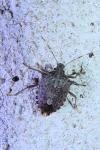 Halyomorpha halys
