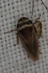Aphrodes