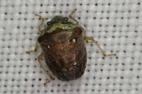 Eysarcoris ventralis