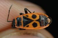 Pyrrhocoris apterus