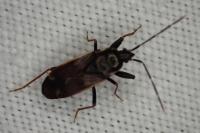 Eremocoris fenestratus