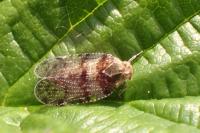 Cixius