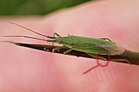 Stenodema calcarata