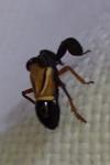Caliscelis bonellii