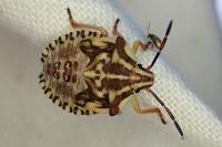 Carpocoris