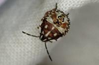 Carpocoris