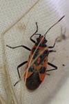Corizus hyoscyami