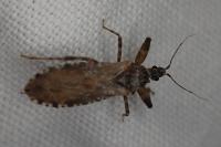 Oncocephalus squalidus