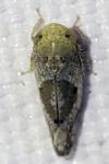 Hishimonus
