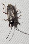 Eremocoris fenestratus