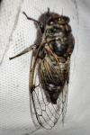 Cicadatra atra