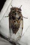 Cicadatra atra