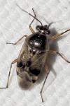 Deraeocoris serenus