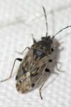 Peritrechus gracilicornis