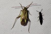 Adelphocoris lineolatus