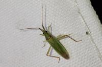 Stenodema calcarata