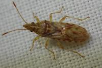Belonochilus numenius