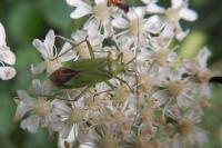 Calocoris affinis