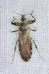Oncocephalus squalidus