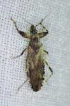Oncocephalus squalidus