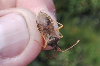 Gonocerus acuteangulatus