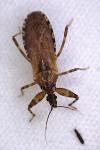 Oncocephalus squalidus