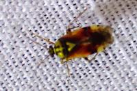 Lygus pratensis