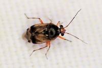 Deraeocoris serenus