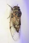 Cicadatra atra