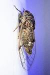 Cicadatra atra