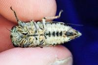 Cicadatra atra