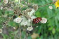 Graphosoma italicum