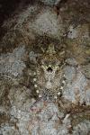 Rhaphigaster nebulosa
