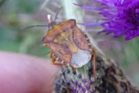 Carpocoris purpureipennis