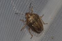 Neottiglossa leporina