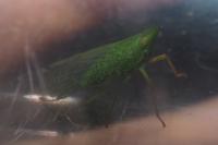 Dictyophara multireticulata