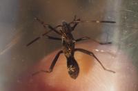 Camptopus lateralis