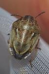 Neottiglossa leporina