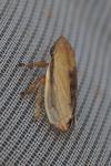 Neophilaenus lineatus