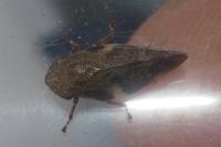 Aphrophora alni