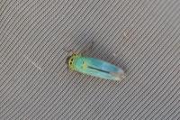 Cicadella viridis