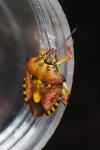 Carpocoris purpureipennis