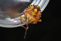 Carpocoris purpureipennis