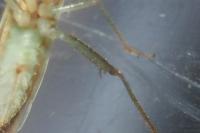 Stenodema calcarata