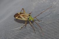 Adelphocoris lineolatus