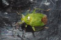 Apolygus lucorum