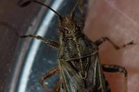 Stictopleurus