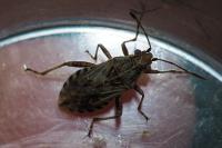 Stictopleurus