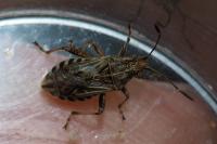 Stictopleurus