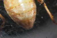 Stictopleurus
